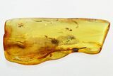 Detailed Fossil True Midge Swarm (Chironomidae) In Baltic Amber #330682-1